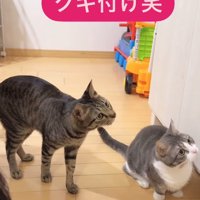 画面右側を見ている2匹の猫