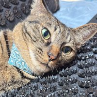 トゲのついたマットの上に乗った猫の顔