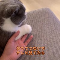 飼い主の手に前足を乗せている猫の斜め後ろ姿「おててつないでテレビ見てたら」