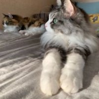 室内にいる猫たち