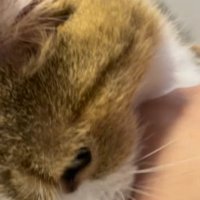 飼い主の指を甘噛みする猫