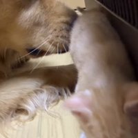 子猫を優しい目で見つめる犬