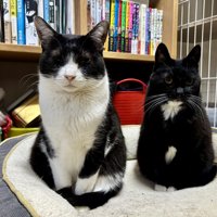 ペットベッドにきちんと座る2匹の猫