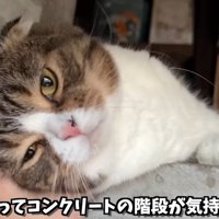 ママさんに頭を撫でられるスコティッシュフォールド