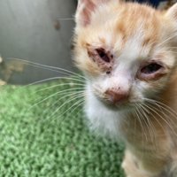 目の周りが腫れて辛そうな子猫