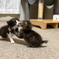 向かい合う2匹の子猫