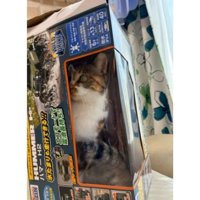 箱に入っている猫