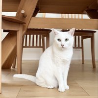 おすまし白猫ちゃん