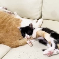 むぎくんのことがすきなロアちゃん