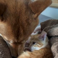 子猫に顔を近づける犬