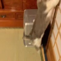障子を駆け上がる猫