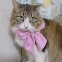 ピンクのリボン