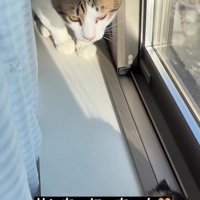 窓際で子猫を見る成猫