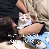 カメラ目線の猫