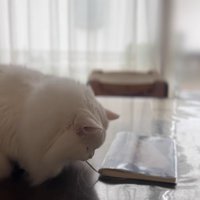 テーブルに乗った白猫さん