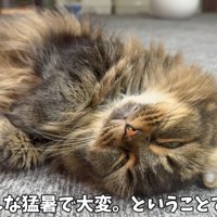 眠る猫