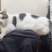 頭の上(横から)