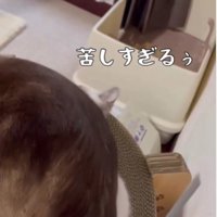子猫の上に乗っている大人の猫