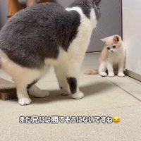 立ち上がっているマンチカンと子猫