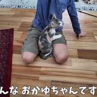 猫じゃらしで遊ぶ子供と猫