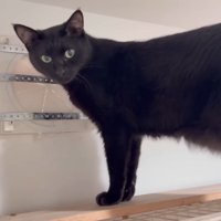 パパさんを見つめるチロルちゃん