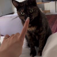 ベッドの上の猫