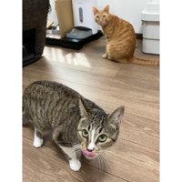 室内にいる猫たち