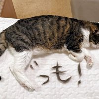猫の足と抜け毛で作られた「ぐっも」の文字