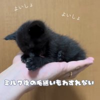 人の手のひらに乗る子猫
