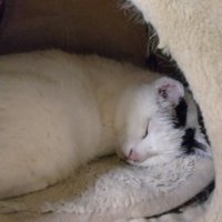 寝ている猫
