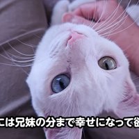 見上げる子猫