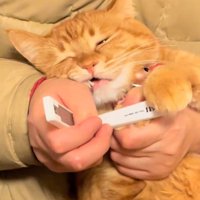 目を細める猫