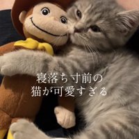 飼い主の膝の上でぬいぐるみを抱えて目をやや細めている子猫