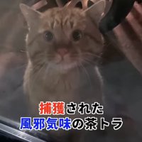 窓の外から家の中を覗く猫