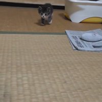 歩いてくる子猫