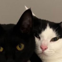 ハンモックにいる猫たち