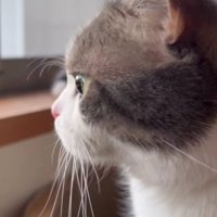 窓から外を見ている猫