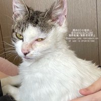 保護当時の子猫