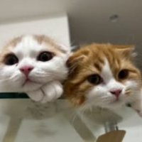 室内にいる猫