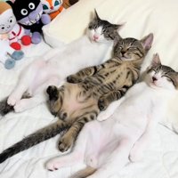 眠る3匹の猫