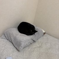 枕に乗る黒猫