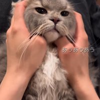 膝の上の猫