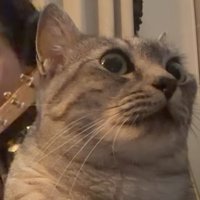 男性の手前で演奏を聴く猫アップ