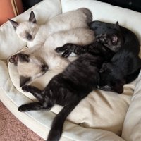 寝ている子猫たち