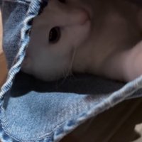 見つめる猫