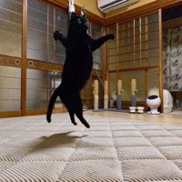 跳び上がる黒猫