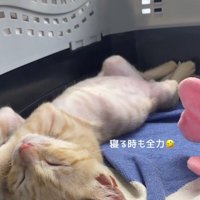 お腹を出して眠る子猫