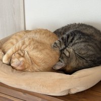 丸くなって寝ている2匹の猫