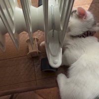 ヒーターの下にあるおもちゃを取ろうとする子猫