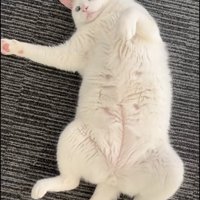 仰向けの猫0点のヘソ天
